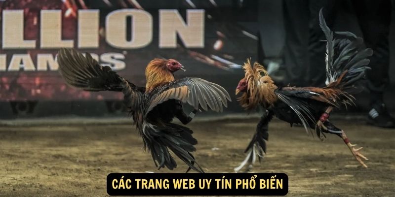 Đá Gà Mạng - Niềm Đam Mê Mới Trong Thế Giới Giải Trí Cá Cược 6 Các trang web uy tín phổ biến