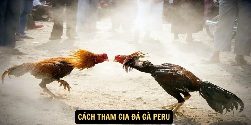 Đá Gà Peru: Nghệ Thuật Truyền Thống và Cá Cược Kịch Tính 6 Cách tham gia Đá Gà Peru