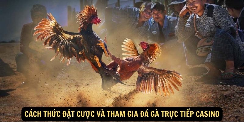 Đá gà trực tiếp casino - Sàn đấu đỉnh cao, nơi đam mê bùng nổ 7 Cách thức đặt cược và tham gia đá gà trực tiếp casino