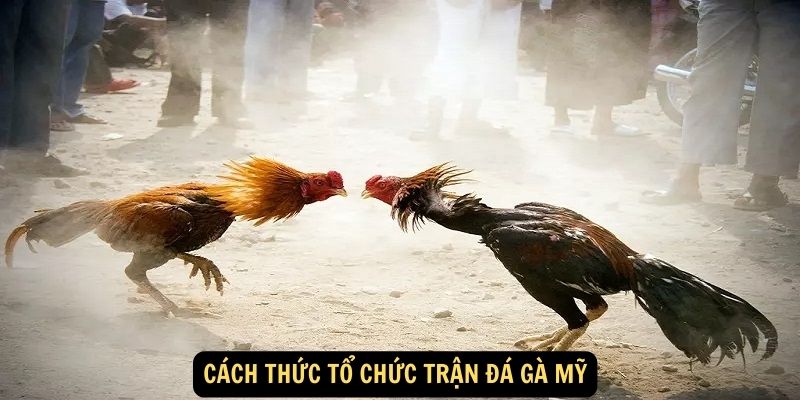 Đá gà Mỹ - Trận chiến đỉnh cao, gà chọi huyền thoại King88 6 Cách thức tổ chức trận đá gà Mỹ