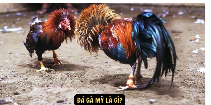 Đá gà Mỹ - Trận chiến đỉnh cao, gà chọi huyền thoại King88 5 Đá gà Mỹ là gì?