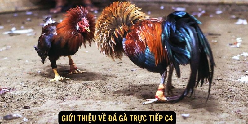 Đá Gà Trực Tiếp C4 - Trải Nghiệm Cá Cược Hấp Dẫn Và Kịch Tính 5 Giới Thiệu Về Đá Gà Trực Tiếp C4