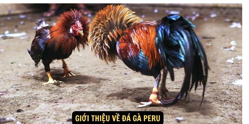 Đá Gà Peru: Nghệ Thuật Truyền Thống và Cá Cược Kịch Tính 5 Giới thiệu về Đá Gà Peru