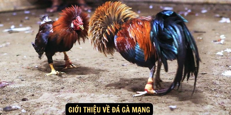 Đá Gà Mạng - Niềm Đam Mê Mới Trong Thế Giới Giải Trí Cá Cược 5 Giới thiệu về đá gà mạng