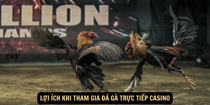 Đá gà trực tiếp casino - Sàn đấu đỉnh cao, nơi đam mê bùng nổ 6 Lợi ích khi tham gia đá gà trực tiếp casino