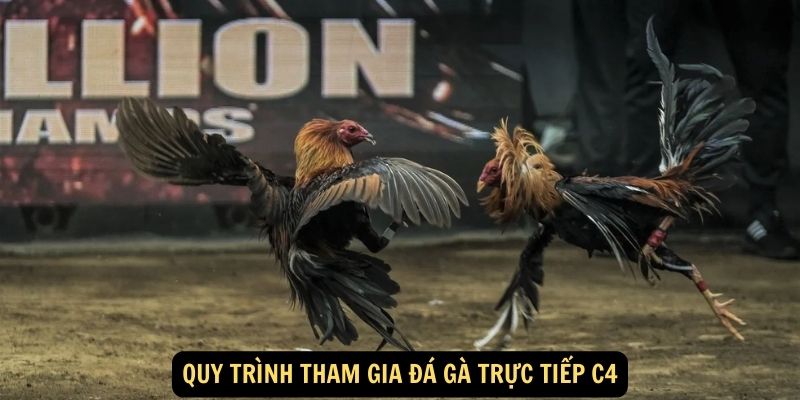 Đá Gà Trực Tiếp C4 - Trải Nghiệm Cá Cược Hấp Dẫn Và Kịch Tính 6 Quy Trình Tham Gia Đá Gà Trực Tiếp C4